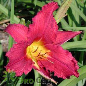 Лилейник "Бурбон Кинг" (Hemerocallis 'Bourbon King')