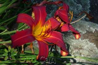 Лилейник "Кримсон Глори" (Hemerocallis ‘Crimson Glory’)