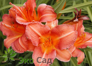 Лилейник "Литл Би" (Hemerocallis ‘Little Bee’)