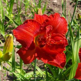 Лилейник гибридный "Мозес Файе" (Hemerocallis ‘Moses Fire’)