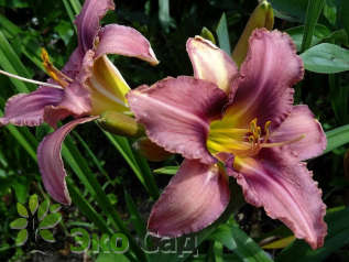 Лилейник гибридный "Пёпл Биколор" (Hemerocallis ‘Purple Bicolor’)