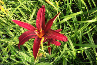 Лилейник гибридный "Кримсон Пайрэт" (Hemerocallis ‘Crimson Pirate’)