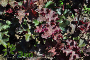 Гейхера "Канкан" (Heuchera ’Can Can’)