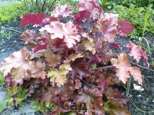 Гейхера "Капучино" (Heuchera ’Cappuccino’)