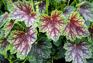 Гейхера американская "Дейл" (Heuchera americana ’Dale’)