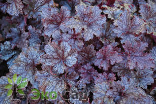 Гейхера "Плам Паддинг" (Heuchera 'Plum Pudding')