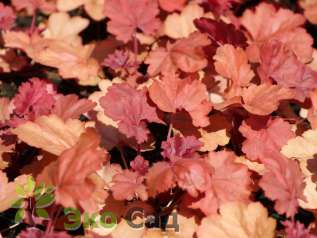 Гейхера "Черри Кола" (Heuchera 'Cherry Cola')