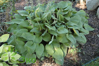 Хоста Форчуна "Обскура" (Hosta fortunei 'Obscura')