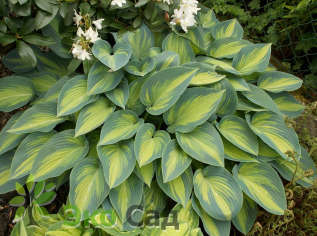 Хоста поздноцветущая "Джун" (Hosta tardiana ‘June’)