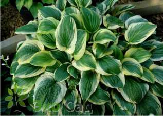 Хоста "Остин Дикинсон" ( Hosta 'Austin Dickinson' )