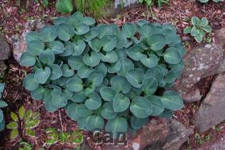 Хоста "Блю Маус Иарс" ( Hosta 'Blue Mouse Ears' )