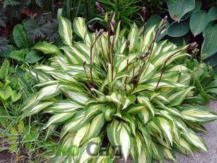 Хоста "Черри Берри" ( Hosta 'Cherry Berry' )