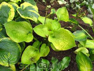 Хоста "Голден Медальон" ( Hosta ‘Golden Medallion’)