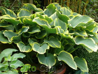 Хоста "Еллоу Ривер" ( Hosta ‘Yellow River’)