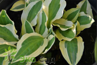 Хоста "Хэнки Пэнки" ( Hosta ‘Hanky Panky’)