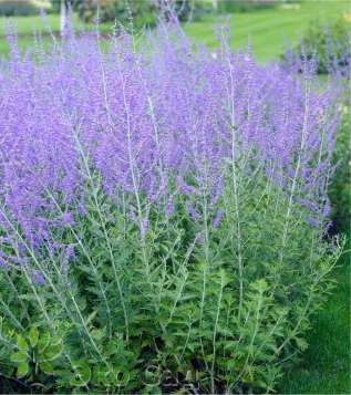 Перовския лебедолистная "Блю Спайе" (Perovskia atriplicifolia ‘Blue Spire’)