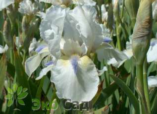 Ирис бородатый "Хай" (Iris germanica 'Hi')