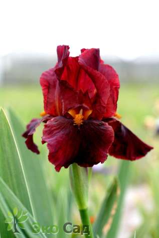 Ирис бородатый "Ред Зингер" (Iris germanica ‘Red Zinger’)