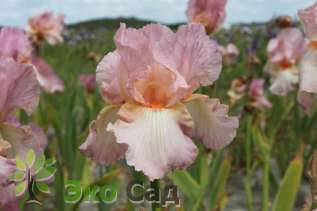 Ирис бородатый "Хидден Ворлд" (Iris germanica 'Hidden World')