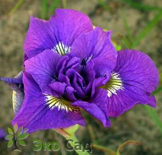 Ирис сибирский "Дабл Стандарт" (Iris sibirica 'Double Standard')