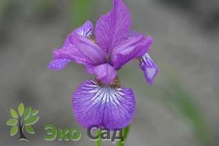 Ирис сибирский "Эвен" (Iris sibirica 'Ewen')