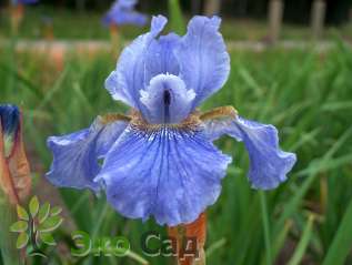 Ирис сибирский "Велкам Ретонс" (Iris sibirica 'Welcome Returns')