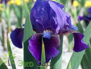 Ирис карликовый гибрид "Блю Мосс" ( Iris pumila "Blue Moss")