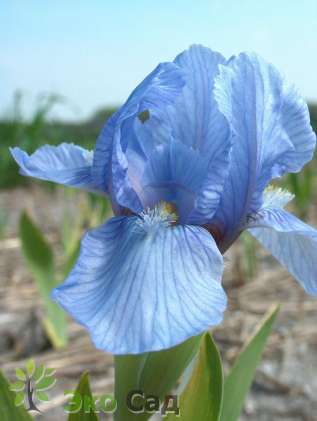Ирис карликовый гибрид "Блю Деним" ( Iris pumila "Blue Denim")