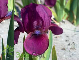 Ирис карликовый гибрид "Фаззи" ( Iris pumila "Fuzzy")