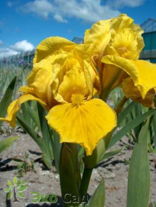 Ирис карликовый гибрид "Мистер Робертс" ( Iris pumila "Mr. Roberts")