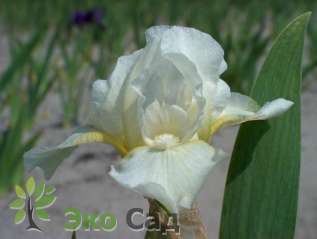 Ирис карликовый гибрид "Попкорн" ( Iris pumila "Popcorn") 