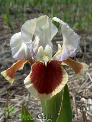 Ирис карликовый гибрид "Ред Харт" ( Iris pumila "Red Heart") 