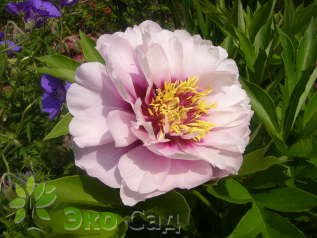 Пион ИТО-гибрид "Кора Луиза" (Paeonia Itoh 'Cora Louise') 