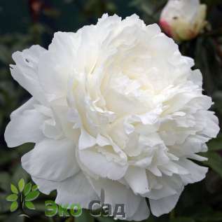 Пион молочноцветковый "Энн Казинс" (Paeonia lactiflora 'Ann Cousins')