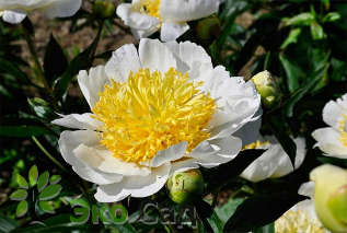 Пион молочноцветковый "Мун оф Ниппон" (Paeonia lactiflora 'Moon of Nippon')