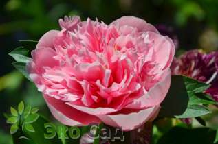 Пион молочноцветковый "Этчед Салмон" (Paeonia Lactiflora 'Etched Salmon')