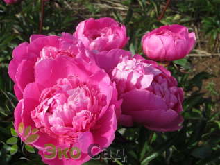 Пион молочноцветковый "Феликс Крусс" (Paeonia lactiflora 'Felix Crousse')