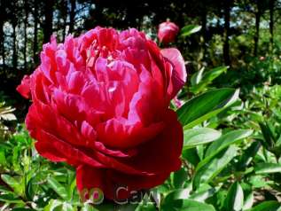 Пион молочноцветковый "Ред Сара Бернар" (Paeonia lactiflora 'Red Sarah Bernhardt')