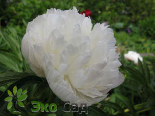 Пион лекарственный "Альба Плена" (Paeonia officinalis "Alba Plena") 