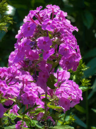 Флокс пятнистый "Альфа" (Phlox maculata ‘Alpha’)