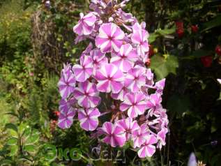 Флокс пятнистый "Наташа" (Phlox maculata ‘Natascha’) 