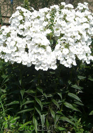 Флокс пятнистый "Шнеелавине" (Phlox maculata ‘Schneelawine’)