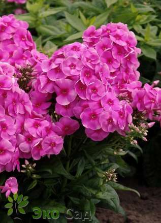 Флокс метельчатый "Космополитен" (Phlox paniculata "Cosmopolitan") 