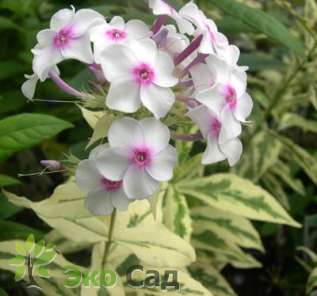 Флокс метельчатый "Дарвин'з Джойс" (Phlox paniculata "Darwin's Joyce")