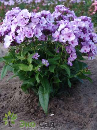 Флокс метельчатый "Джефф'с Блю" (Phlox paniculata "Jeff's Blue")