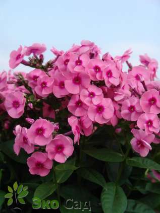 Флокс метельчатый "Джефф'с Пинк" (Phlox paniculata "Jeff's Pink")