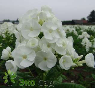 Флокс метельчатый "Панама" (Phlox paniculata "Panama")