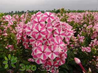 Флокс метельчатый "Пеперминт Твист" (Phlox paniculata "Peppermint Twist")