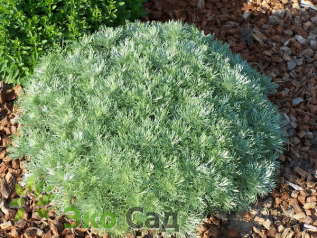 Полынь Шмидта "Нана" (Artemisia schmidtiana ’Nana’)