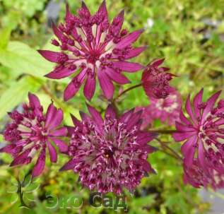 Астранция крупная "Кларет" (Astrantia major ‘Claret’)